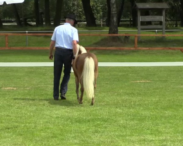 Stuten- und Fohlenschau in Heiden am 02.07.2014