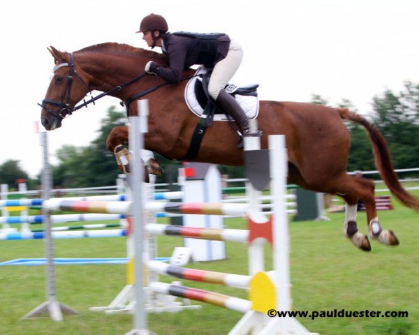 jumper Comtesse de Fossey (Belgian Warmblood, 1995, from Coriall 2)