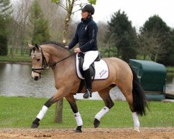 Zuchtstute Steendieks Liebling (Deutsches Reitpony, 2009, von FS Chambertin)