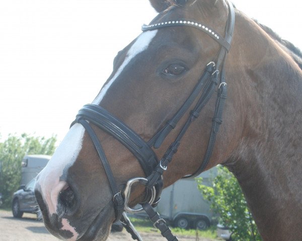 Pferd Larissa 772 (Westfale, 2004, von Larius W)