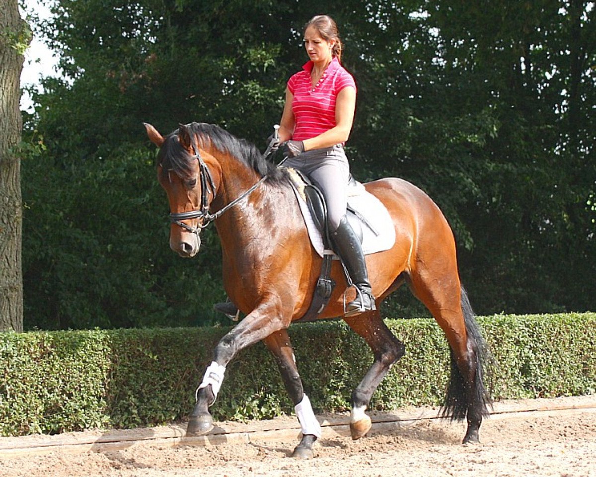 broodmare Rivery Royal (Rhinelander, 2009, from Rock Forever NRW)