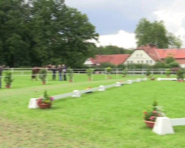 Stuten- und Fohlenschau in Steinhagen 25.06.2014