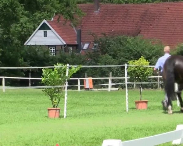 Stuten- und Fohlenschau in Steinhagen 25.06.2014