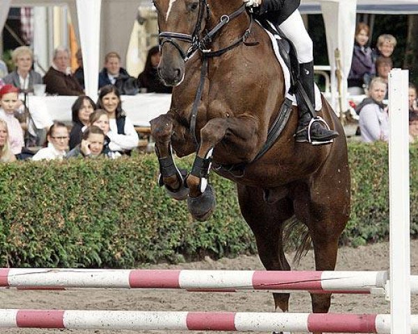 jumper Eliano R (Westphalian, 2002, from Ehrenwort) jumper Eliano R (Westphalian, 2002, from Ehrenwort)