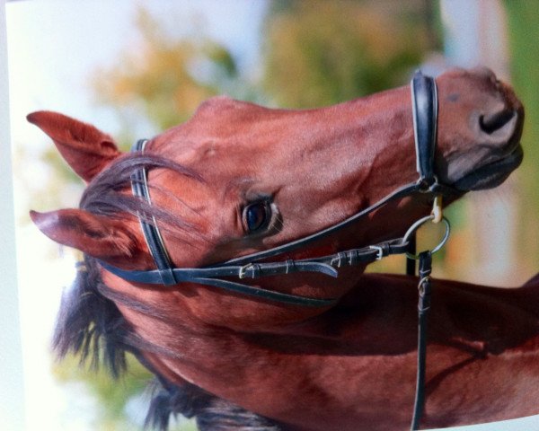 horse Quiliano (Oldenburg, 2007, from Quicksilber)