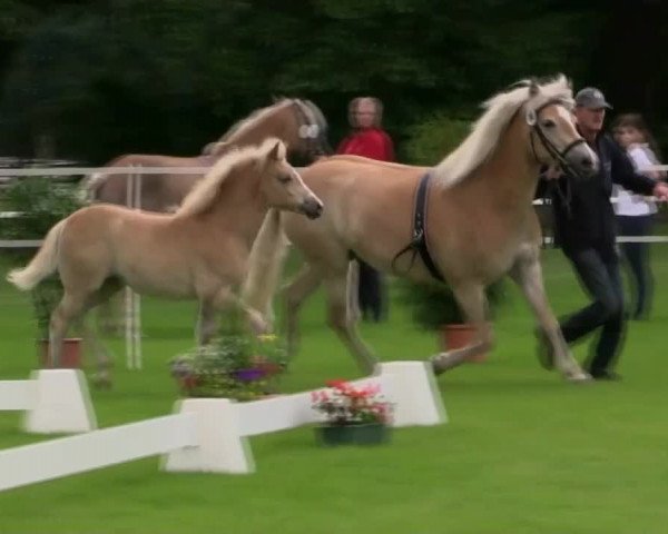 Stuten- und Fohlenschau in Steinhagen 25.06.2014