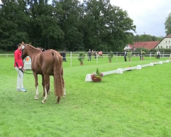Stuten- und Fohlenschau in Steinhagen 25.06.2014