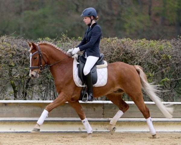 jumper Golden Moment (German Riding Pony, 2009, from HET Golden Dream)