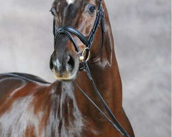 dressage horse Blickpunkt 3 (Westphalian, 2004, from Belissimo NRW) dressage horse Blickpunkt 3 (Westphalian, 2004, from Belissimo NRW)