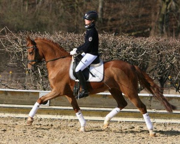 horse Go Smilla (German Riding Pony, 2009, from HET Golden Dream)