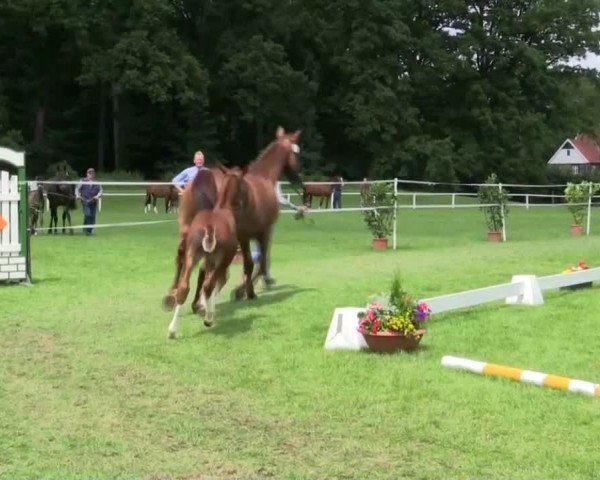 Stuten- und Fohlenschau in Steinhagen 25.06.2014