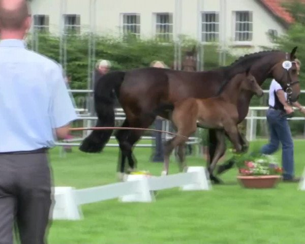 Stuten- und Fohlenschau in Steinhagen 25.06.2014
