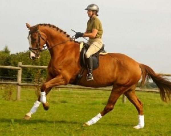 broodmare Wildcomtesse (Westphalian, 2008, from Landprinz)