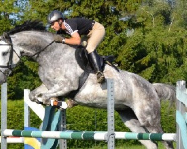 broodmare Wildcristall (Bavarian, 2007, from Cristallo I)