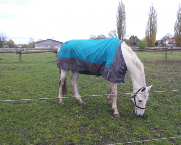 jumper Arctic Shamrock (Trakehner, 2000, from Suchard)