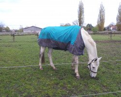 jumper Arctic Shamrock (Trakehner, 2000, from Suchard)