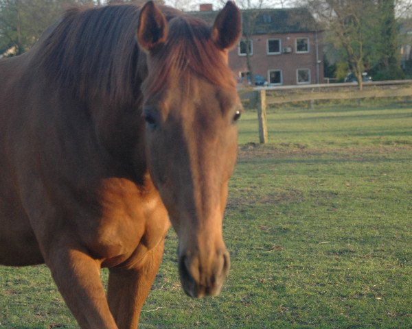 horse Scaremens Velvet (Trakehner, 2000, from Napoleon Quatre)