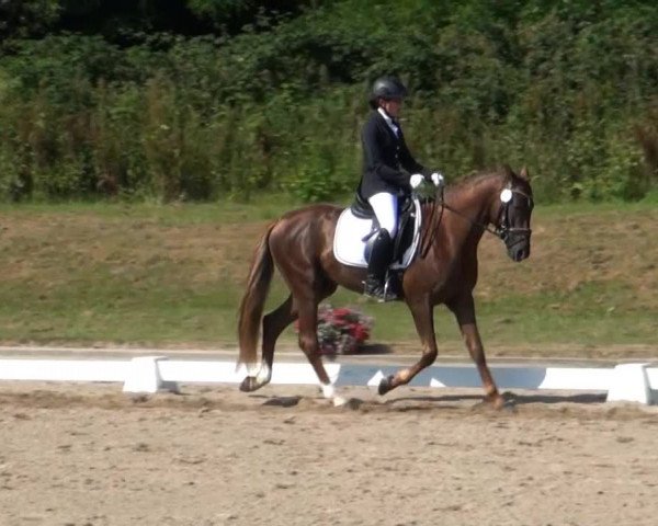 Video of de Camargo, Daily Divo