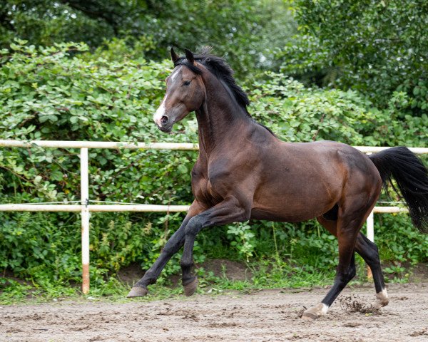 Deckhengst Baldarco (Westfale, 2018, von Balou du Rouet)