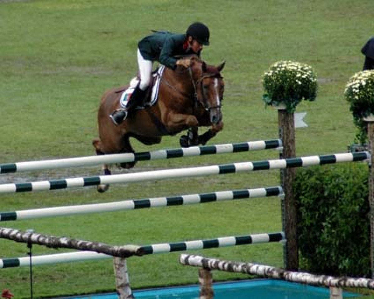 jumper Dover (Brazilian horse, 1989, from Folclorico xx)