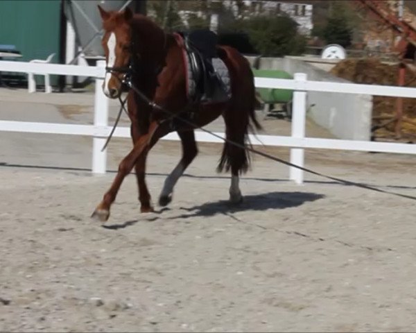 broodmare Casalla (German Riding Pony,  )