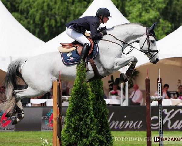 Springpferd Castillio (Schwedisches Warmblut, 2001, von Camaro M)