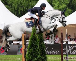 jumper Castillio (Swedish Warmblood, 2001, from Camaro M)