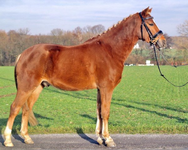 dressage horse Tarantino (German Riding Pony, 2009, from Top Champy)