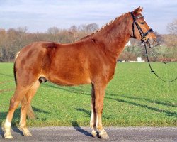 dressage horse Tarantino (German Riding Pony, 2009, from Top Champy)