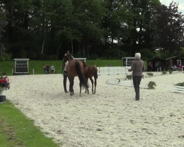 Stuten- und Fohlenschau Riesenbeck-Hörstel am 23.06.2014