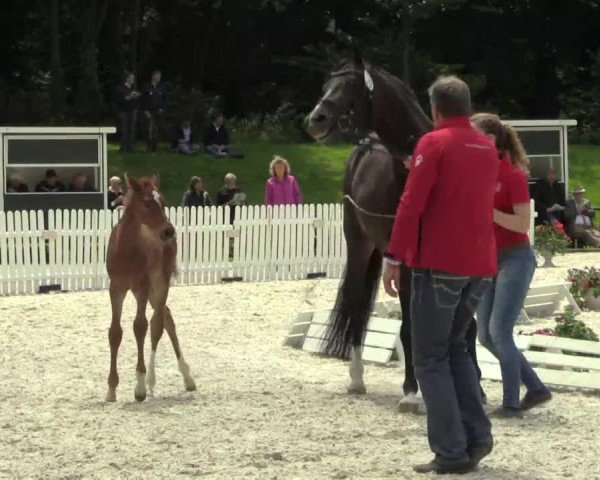 Stuten- und Fohlenschau Riesenbeck-Hörstel am 23.06.2014