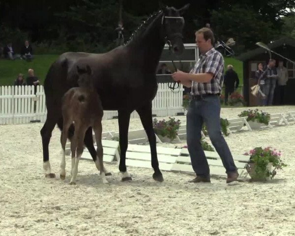 Stuten- und Fohlenschau Riesenbeck-Hörstel am 23.06.2014