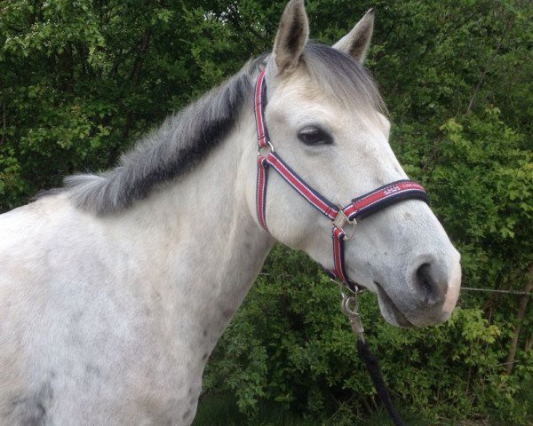 horse Dorié (German Riding Pony, 2005, from Danny Gold)
