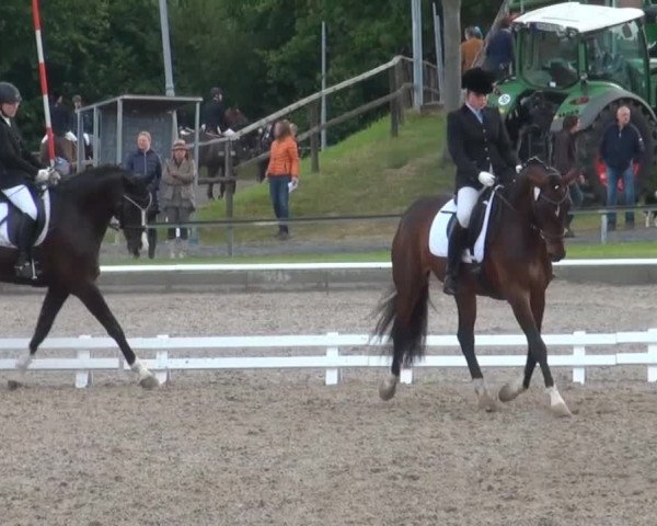 Video of Ravello H, Shakira 255, Samantha