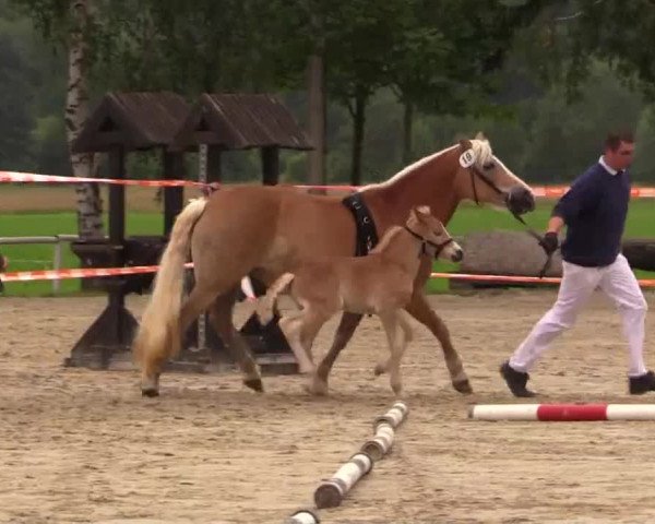 Stuten- und Fohlenschau in Werne am 19.06.2014