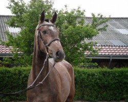 jumper Casall's Lady (Holsteiner, 2008, from Casall Ask)