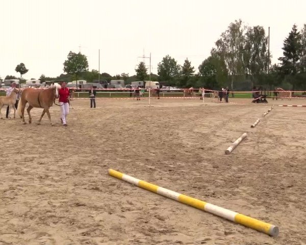 Stuten- und Fohlenschau in Werne am 19.06.2014