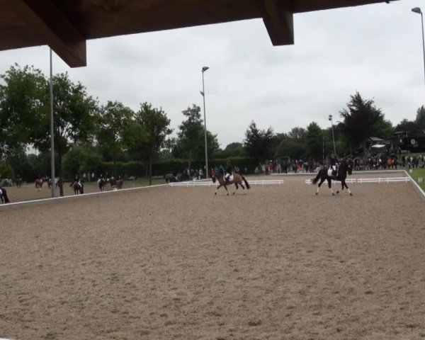 Video de Der Amoroso