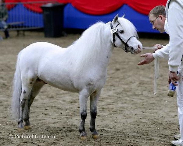Deckhengst Orion van Stal Ciroshet (Nederlands Appaloosa Pony, 1999, von Wantsley Sparks)