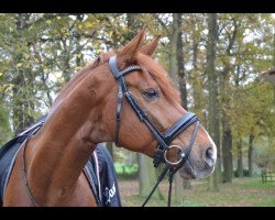 dressage horse Sunny Boy 342 (Westphalian, 2006, from Sandro Classic)