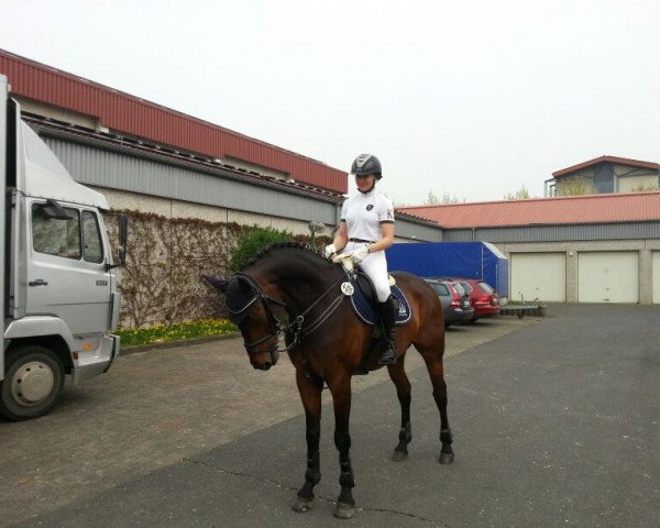 Springpferd Ribbeck (Hannoveraner, 2004, von Riccione)