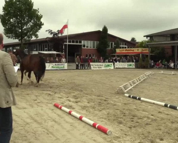 Stuten- und Fohlenschau Münster-Albachten 17.06.2014