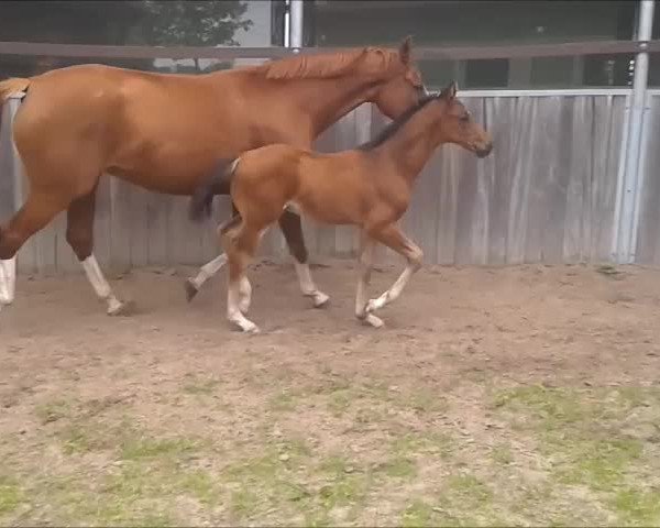 Video of Flanell