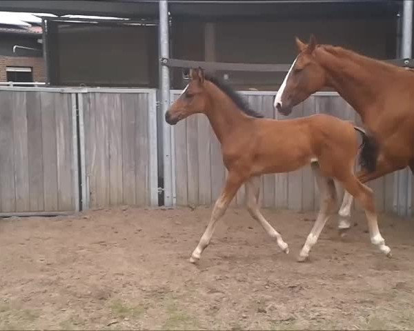 Video of Flanell