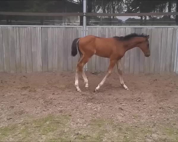 Video of Flanell