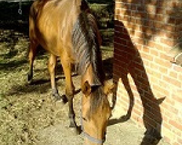 horse Classic Conteur (Holsteiner, 2013, from Calazio 170 FIN)