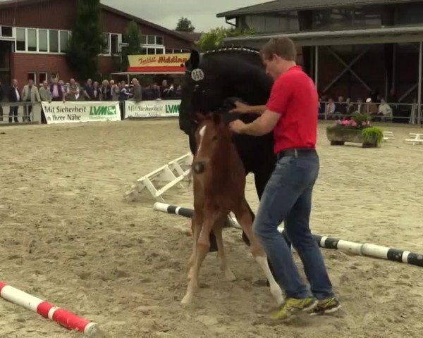 Stuten- und Fohlenschau Münster-Albachten 17.06.2014