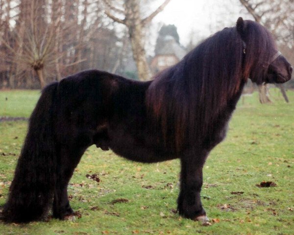stallion Gresini v.d. Veldhoeve (Shetland Pony, 1992, from Tyfoon van de Kozakkenhoeve)
