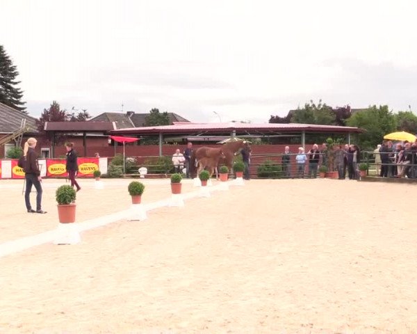Stuten- und Fohlenschau in Emsbühren am 18.06.2014