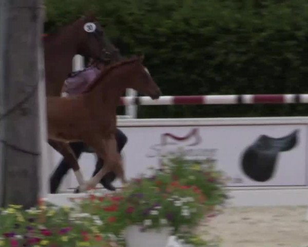 Stuten- und Fohlenschau Olfen-Vinnum am 13.06.2014